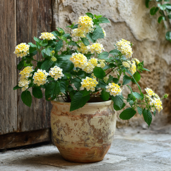 Lemondrop Lantana Camara Flowers -Natural Mosquito Repellant Garden -Attract Hummingbirds & Butterfl